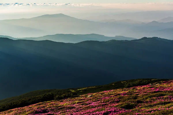 Rosa flores de rododendro nas montanhas — Fotografia de Stock