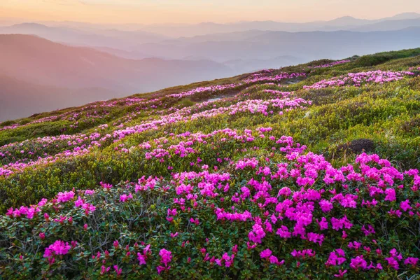 山中的粉红杜鹃花 — 图库照片