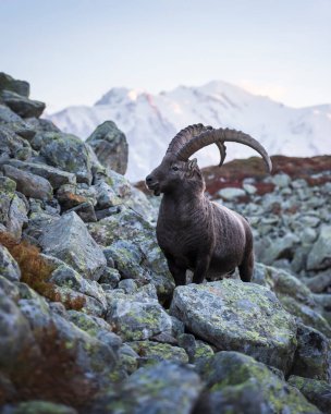 Alpine Carpa Ibex Fransa Alplerinde