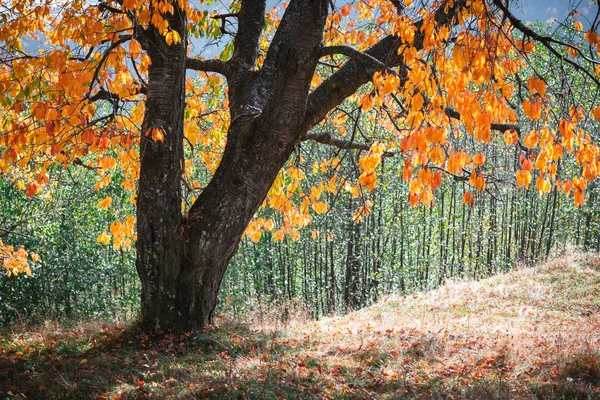 Majestätischer alter Baum mit gelbem Follikel im Herbstwald — Stockfoto