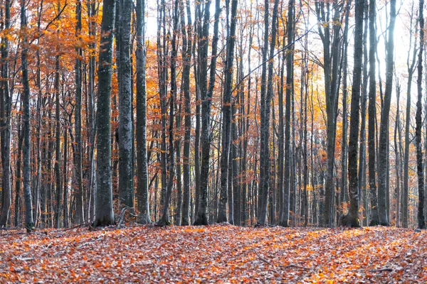 Majestic old beech tree with yellow and orange folliage — Stock Photo, Image