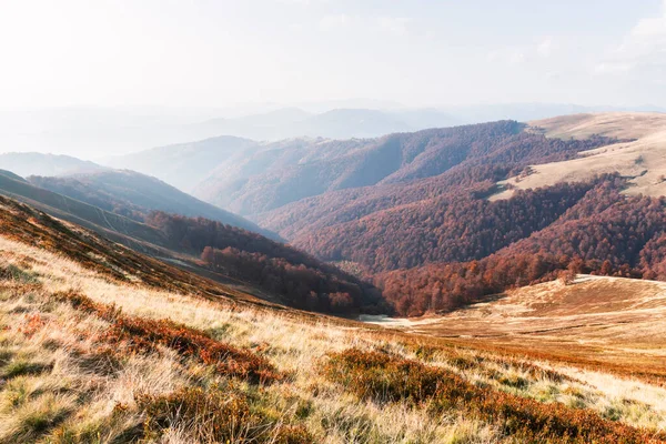 Montanhas de outono pitorescas com floresta de faia vermelha — Fotografia de Stock