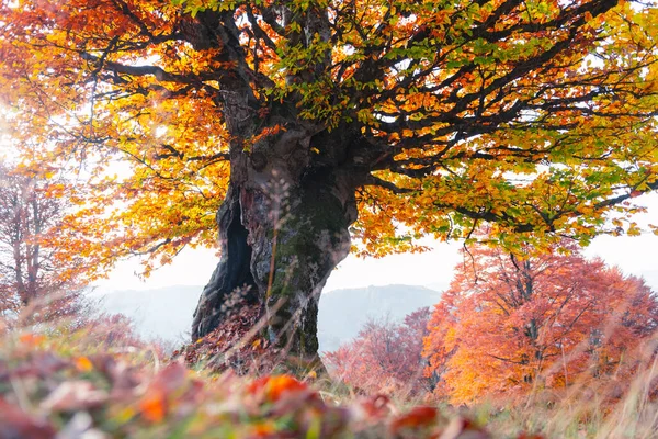 Majestatyczne stare drzewo bukowe z żółtym i pomarańczowym folliage — Zdjęcie stockowe