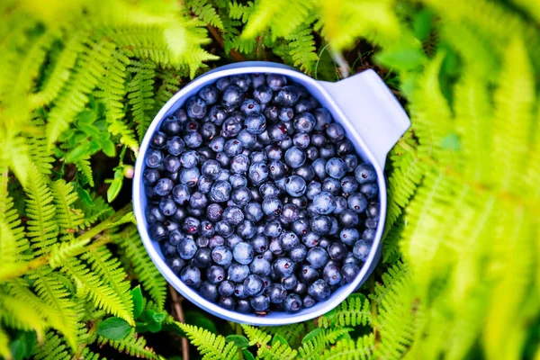 Bayas de arándano en taza azul en helecho verde — Foto de Stock