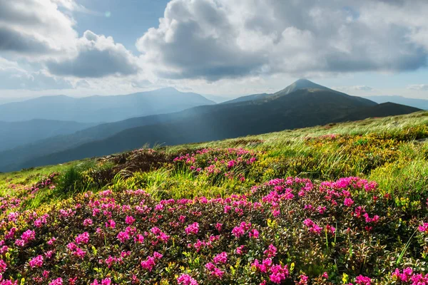 Розовые рододендроны в горах — стоковое фото