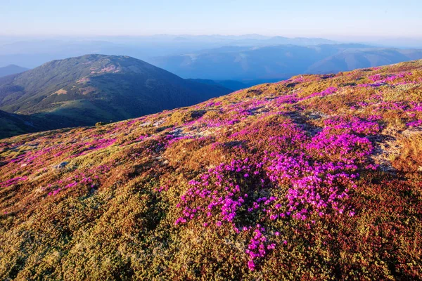 산에 있는 분홍빛 라호 도덴 꽃 — 스톡 사진