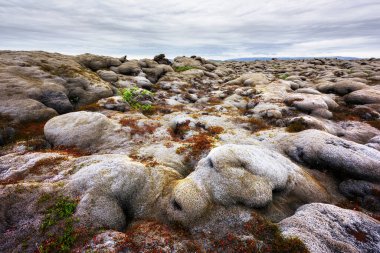 Yeşil yosunlarla kaplı lav tarlası