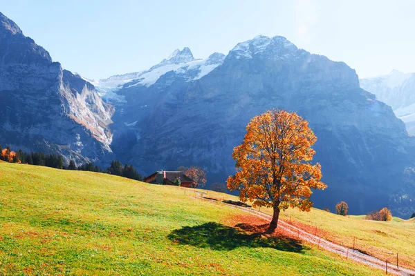 Festői őszi táj Grindelwald faluban — Stock Fotó