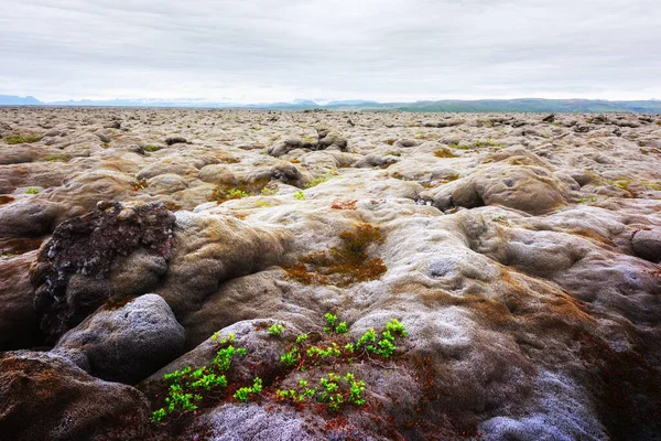 Campo di lava ricoperto di muschio verde — Foto Stock