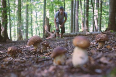 İnsan mantar toplar.