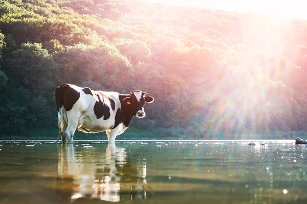 Kuhtränken im Fluss — Stockfoto