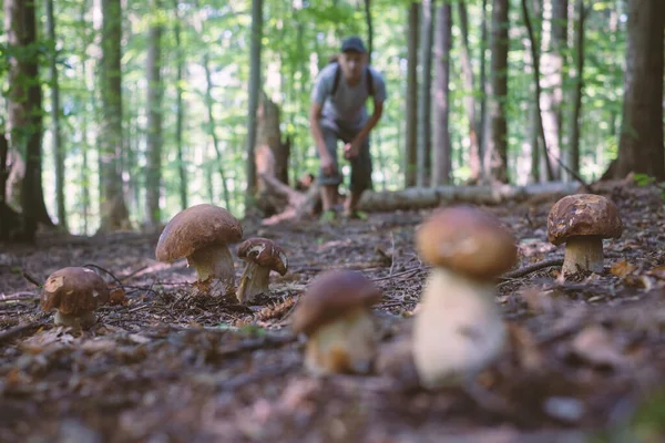 İnsan mantar toplar.