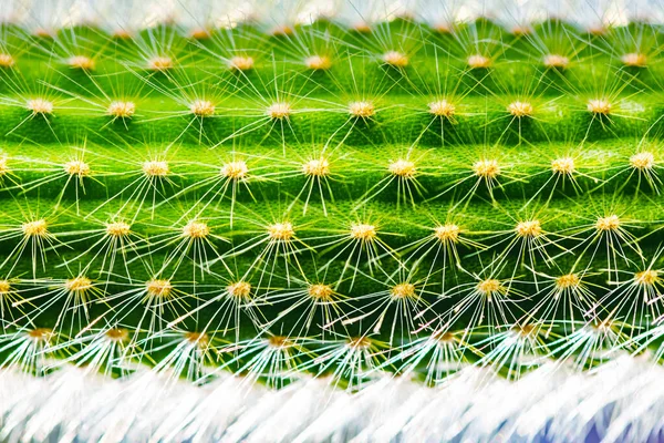Крупный план колючей зеленой текстуры кактуса — стоковое фото