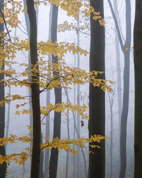 Mysterieus donker beukenbos in mist — Stockfoto