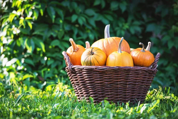 Different kind of pumpkins in garden basket — Stock Photo, Image