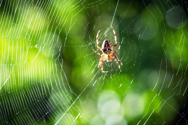 Aranha na teia de aranha no fundo de árvores verdes borradas — Fotografia de Stock
