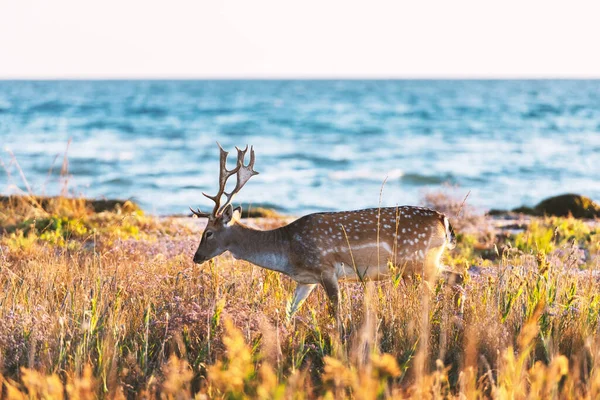 Прекрасная сика олень с большими рогами — стоковое фото