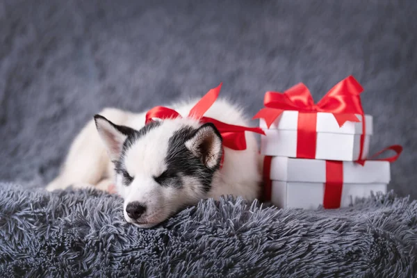 Un cachorro pequeño perro blanco raza husky siberiano —  Fotos de Stock