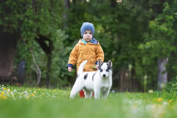 Small kid in yellow jacket with white dog puppy — Stock Photo, Image