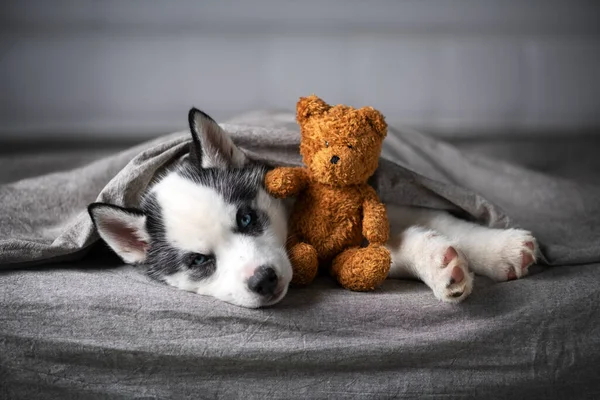 Um pequeno cachorro cão branco raça siberiano husky — Fotografia de Stock
