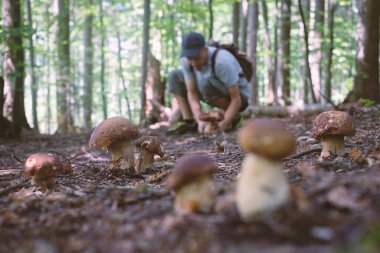 İnsan mantar toplar.