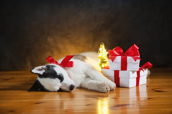 Маленький белый щенок породы сибирской хаски — стоковое фото