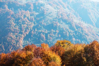 Kızıl kayın ormanlı resimli sonbahar dağları