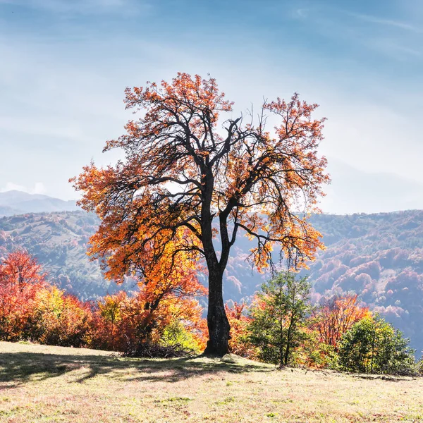Sonbahar dağlarında turuncu kirişli görkemli kayın ağacı — Stok fotoğraf