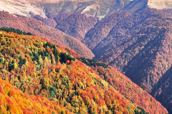Pittoreska höstens bergskedjor täckta med röd bokskog — Stockfoto