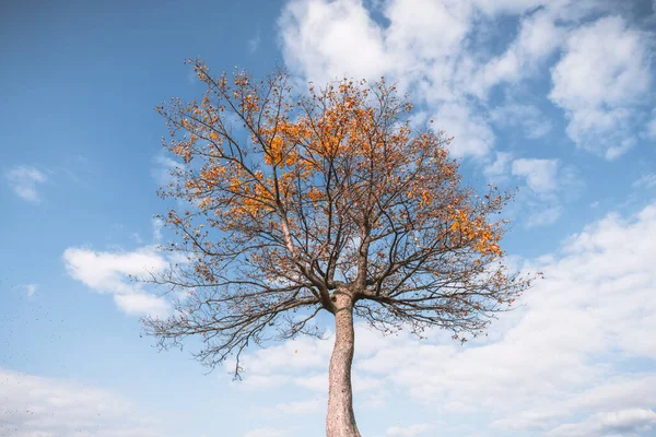 Majestatyczne drzewo bukowe z pomarańczowymi belkami w jesiennych górach — Zdjęcie stockowe
