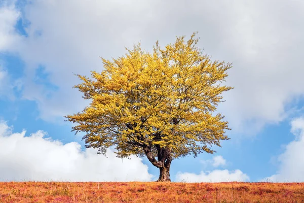 Величне букове дерево з помаранчевими балками в осінніх горах — стокове фото