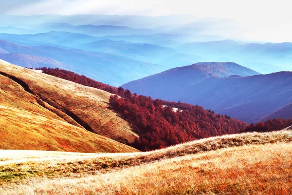 Kızıl kayın ormanlı resimli sonbahar dağları — Stok fotoğraf