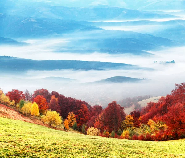 Pintorescas montañas otoñales con bosque de haya roja —  Fotos de Stock