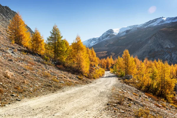 Yol ve ormanlı sonbahar manzarası — Stok fotoğraf