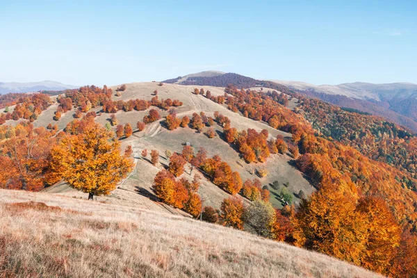 Pintorescas montañas otoñales con bosque de haya roja —  Fotos de Stock