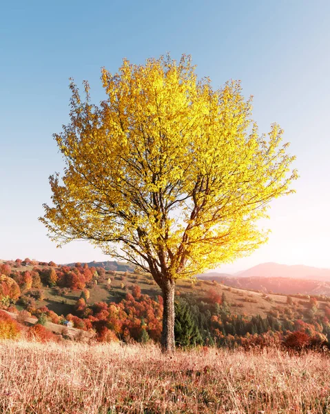 Majestátní buk s oranžovými trámy na podzimních horách — Stock fotografie