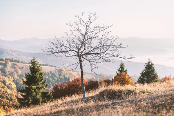 Picturesque autumn mountains with red beech forest — Stock Photo, Image