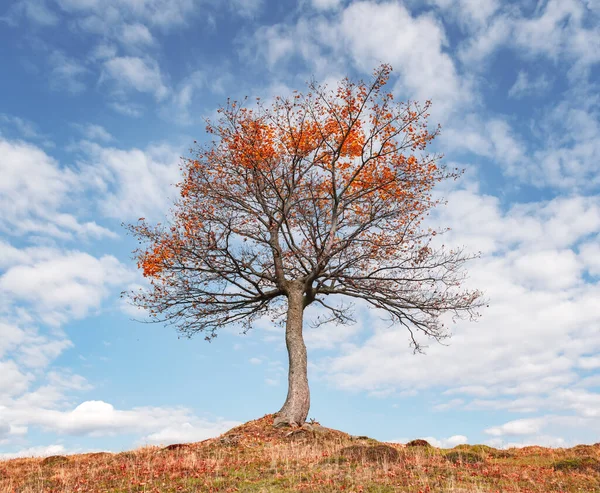 Majestic beech tree with orange beams at autumn mountains — Stock Photo, Image