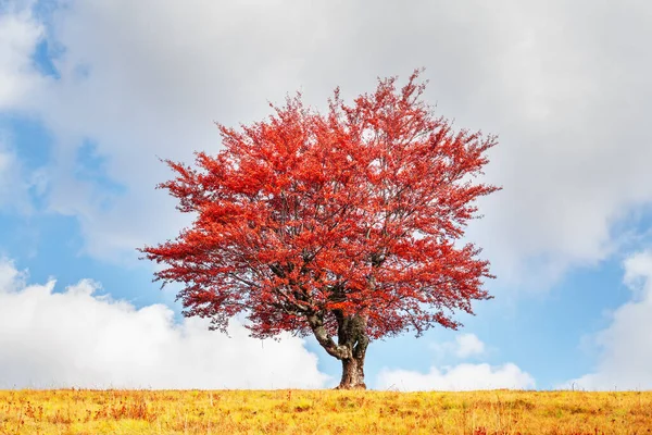 Majestætisk bøgetræ med orange bjælker ved efteråret bjerge - Stock-foto