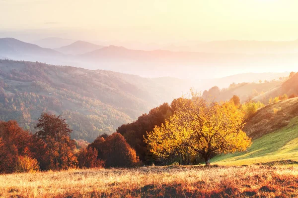 Pittoresche montagne autunnali con faggio rosso — Foto Stock