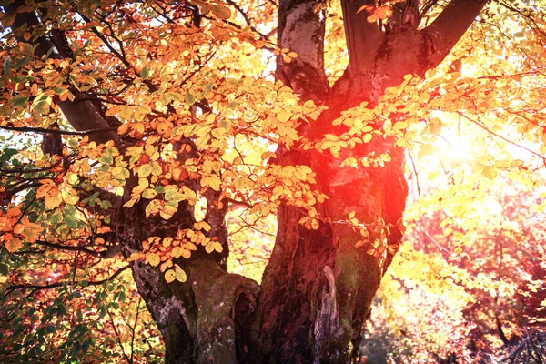 Majestoso árvore de faia velha com folhagem amarela e laranja — Fotografia de Stock