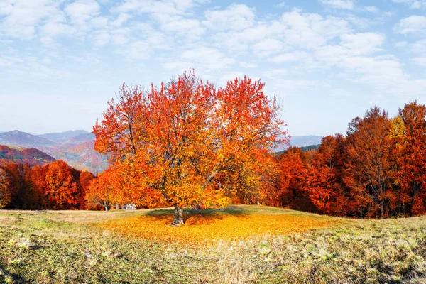 Pintorescas montañas otoñales con bosque de haya roja —  Fotos de Stock