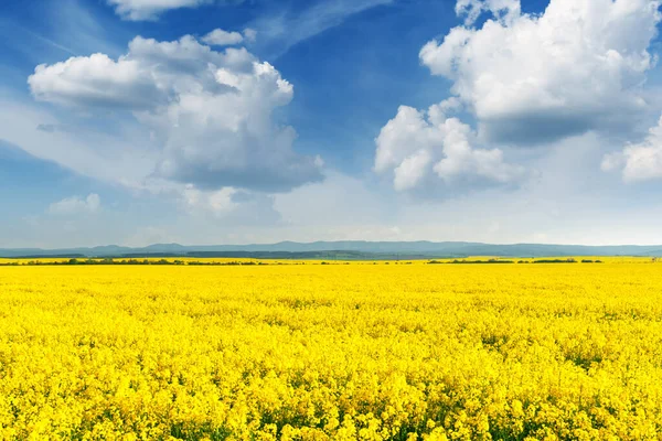 Gult rapsfält på blå himmel bakgrund — Stockfoto