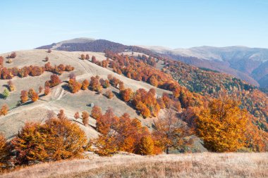 Kızıl kayın ormanlı resimli sonbahar dağları
