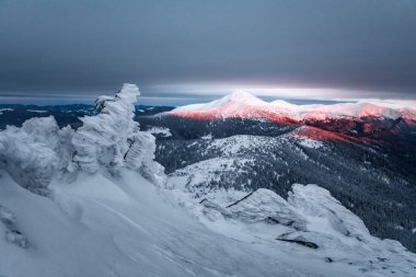 Karlı ağaçlarla dramatik kış sahnesi.