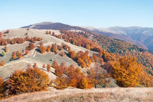 Pittoreska höstfjäll med röd bokskog — Stockfoto