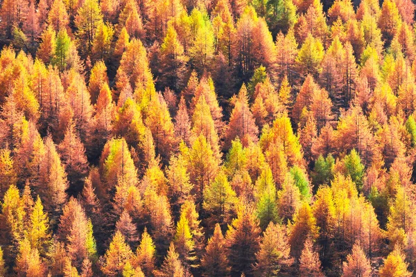 Krásný věčně zelený les s modřínovými stromy — Stock fotografie