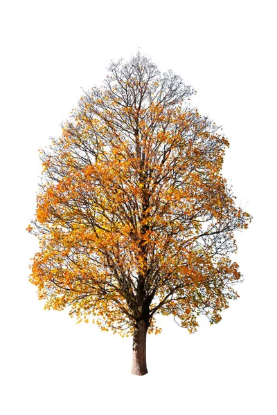 Laranja árvore de outono isolado no branco — Fotografia de Stock