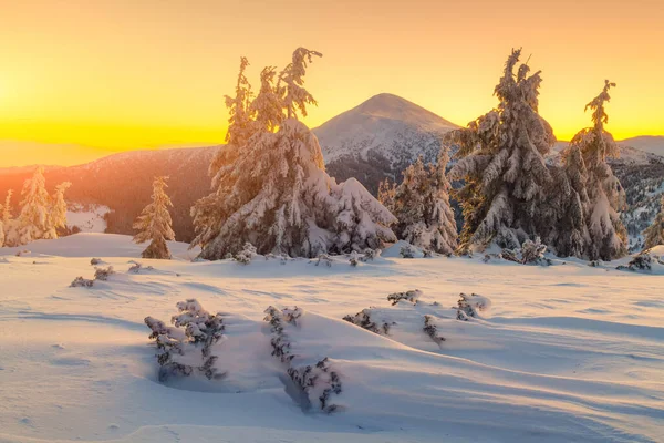 Dramatic wintry scene with snowy trees. — Stock Photo, Image