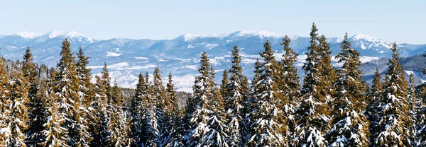 Panorama krajina zimního lesa zasněženého smrku — Stock fotografie